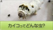 カイコってどんな虫?