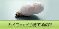 カイコってどう育てるの?