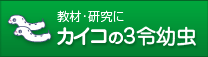 教材・研究に カイコの3令幼虫