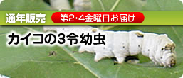 カイコの3令幼虫