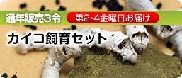 カイコ飼育セット