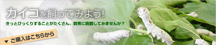 カイコを飼ってみよう!
