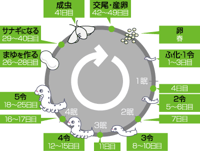カイコの3令・5令って?