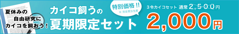 初めての方、お家でもスグに始められます。カイコ飼うの夏期限定セットです。